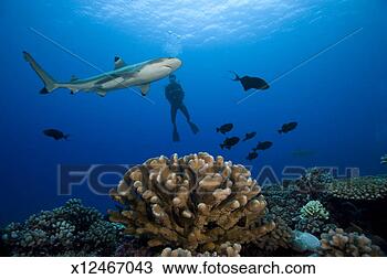 Stock Photo - blacktip reef 
shark above antler 
coral, near diver, 
underwater view. 
fotosearch - search 
stock photos, 
pictures, images, 
and photo clipart