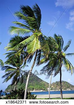 Stock Photography - caribbean, grenada, 
petit-martinique 
islet and palm 
trees. fotosearch 
- search stock 
photos, pictures, 
images, and photo 
clipart