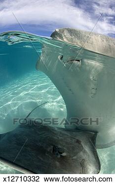 Stock Photo - french polynesia, 
moorea, tahitian 
stingrays, close-up, 
surface view. 
fotosearch - search 
stock photos, 
pictures, images, 
and photo clipart