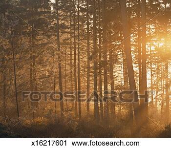 Stock Photography - germany, black 
forest, sunlight 
through forest. 
fotosearch - search 
stock photos, 
pictures, images, 
and photo clipart