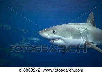 Stock Photo - great white shark 
swimming past 
school of rainbow 
runner (wide-angle). 
fotosearch - search 
stock photos, 
pictures, images, 
and photo clipart