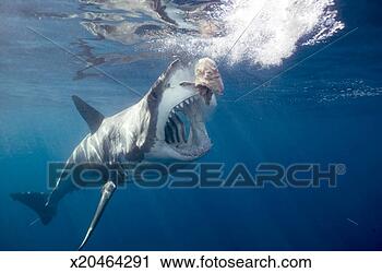 Stock Photography - great white shark 
arching body and 
opening mouth 
for bait (wide-angle). 
fotosearch - search 
stock photos, 
pictures, images, 
and photo clipart
