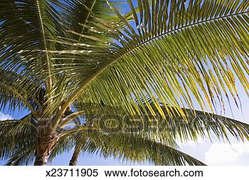 Stock Image - palm leaves of 
palm tree, close-up. 
fotosearch - search 
stock photos, 
pictures, images, 
and photo clipart