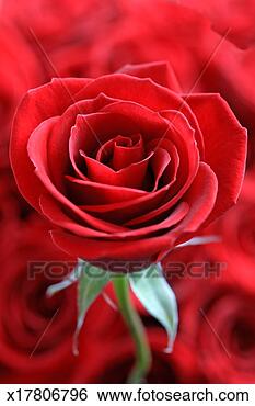 Stock Photo - single red rose 
(rosa sp) red 
roses in background, 
close-up. fotosearch 
- search stock 
photos, pictures, 
images, and photo 
clipart