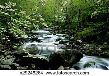 Stock Photo - usa, tennessee, 
great smoky mountains 
np, middle prong 
river, spring. 
fotosearch - search 
stock photos, 
pictures, images, 
and photo clipart