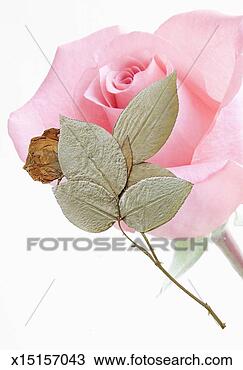 Stock Photo - pressed rose over 
fresh pink rose 
flower (digital 
composite). fotosearch 
- search stock 
photos, pictures, 
images, and photo 
clipart
