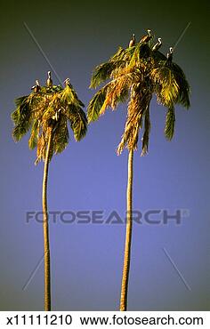 Stock Photography - birds perched 
on palm trees. 
fotosearch - search 
stock photos, 
pictures, images, 
and photo clipart