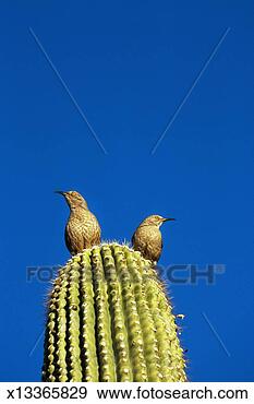 Stock Photograph - curved-billed 
thrashers (toxostoma 
curvirostre) on 
saguaro cactus. 
fotosearch - search 
stock photos, 
pictures, images, 
and photo clipart