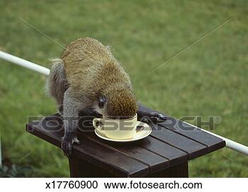 Stock Photography - kenya, masi mara, 
monkey drinking 
from coffee cup 
at safari camp. 
fotosearch - search 
stock photos, 
pictures, images, 
and photo clipart