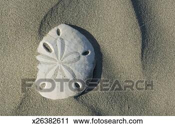 Stock Photography - shell on beach. 
fotosearch - search 
stock photos, 
pictures, images, 
and photo clipart