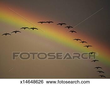 Stock Photo - birds flying in 
v-formation over 
rainbow (digital 
composite). fotosearch 
- search stock 
photos, pictures, 
images, and photo 
clipart