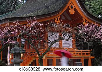 Stock Photo - japan, kyoto, 
shrine and cherry 
tree in blossom. 
fotosearch - search 
stock photos, 
pictures, images, 
and photo clipart