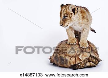 Stock Photo - lion cub (panthera 
leo) standing 
on leopard tortoise 
(geochelone. fotosearch 
- search stock 
photos, pictures, 
images, and photo 
clipart