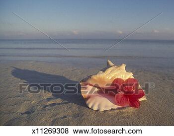 Stock Photo - shell with a flower 
on beach. fotosearch 
- search stock 
photos, pictures, 
images, and photo 
clipart