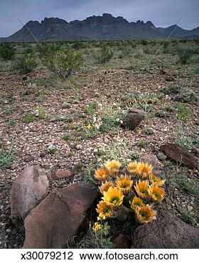 Stock Photo - usa,  texas,  
big bend national 
park,  rainbow 
cactus (echinocereus. 
fotosearch - search 
stock photos, 
pictures, images, 
and photo clipart