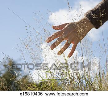Stock Photo - hand of mature 
woman running 
through long grass. 
fotosearch - search 
stock photos, 
pictures, images, 
and photo clipart