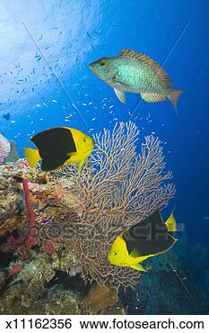 Stock Photo - pair of angelfish 
and redband parrotfish 
swimming by coral 
reef. fotosearch 
- search stock 
photos, pictures, 
images, and photo 
clipart
