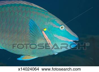 Stock Photo - stoplight parrotfish, 
close up, underwater 
shot. fotosearch 
- search stock 
photos, pictures, 
images, and photo 
clipart