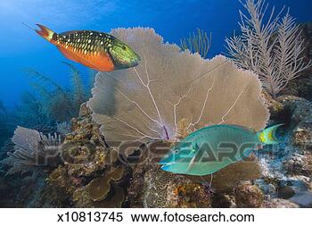 Stock Image - two stoplight 
parrotfish swimming 
by tropical coral 
reef. fotosearch 
- search stock 
photos, pictures, 
images, and photo 
clipart