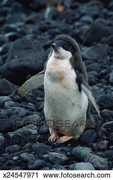 Stock Photography - antarctica, adelie 
penguin (pygoscelis 
adeliae) chick. 
fotosearch - search 
stock photos, 
pictures, images, 
and photo clipart