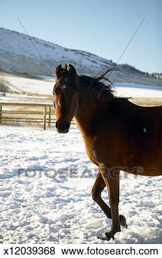 Stock Photo - arabian horse 
in snow-covered 
pasture. fotosearch 
- search stock 
photos, pictures, 
images, and photo 
clipart