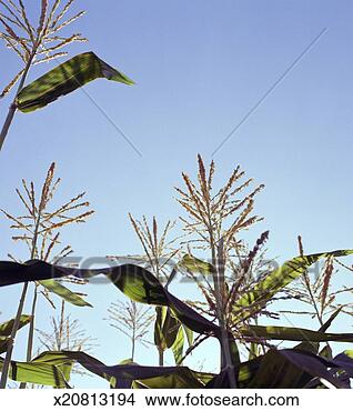 Stock Photo - corn crop, close-up, 
low angle view. 
fotosearch - search 
stock photos, 
pictures, images, 
and photo clipart