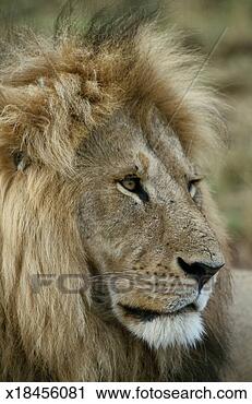 Stock Photography - male lion (panthera 
leo), close-up. 
fotosearch - search 
stock photos, 
pictures, images, 
and photo clipart
