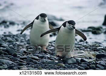 Stock Photo - two chinstrap 
penguins (pygoscelis 
antarctica) on 
shoreline. fotosearch 
- search stock 
photos, pictures, 
images, and photo 
clipart