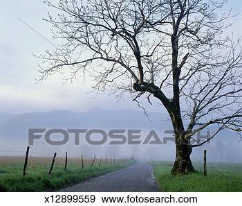 Stock Photograph - usa, tennessee, 
great smoky mountains 
national park, 
dirt road at dawn. 
fotosearch - search 
stock photos, 
pictures, images, 
and photo clipart