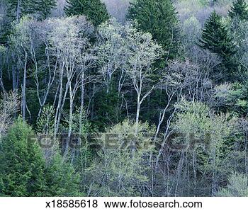 Stock Photo - usa, tennessee, 
great smoky mountains 
national park, 
trees, spring. 
fotosearch - search 
stock photos, 
pictures, images, 
and photo clipart