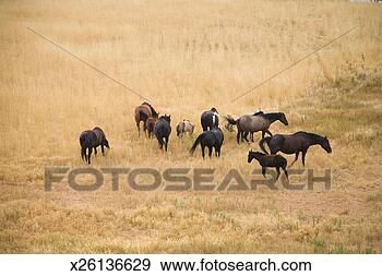 Stock Photograph - band of wild horses 
grazing, elevated 
view. fotosearch 
- search stock 
photos, pictures, 
images, and photo 
clipart