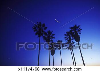 Stock Photo - silhouette of 
palm trees and 
cresent moon, 
dusk (digital 
composite). fotosearch 
- search stock 
photos, pictures, 
images, and photo 
clipart