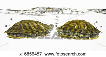 Picture - two red eared 
slider turtles 
face to face, 
under water, side 
view. fotosearch 
- search stock 
photos, pictures, 
images, and photo 
clipart