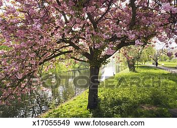 cherry-blossom-prunus_~x17055549.jpg