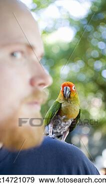 Stock Photograph - parrot perched 
on man's shoulder, 
close-up. fotosearch 
- search stock 
photos, pictures, 
images, and photo 
clipart