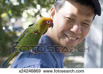 Stock Photograph - parrot perched 
on man's shoulder, 
close-up. fotosearch 
- search stock 
photos, pictures, 
images, and photo 
clipart