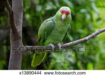 Stock Photo - red-lored amazon 
parrot (amazona 
autumnalis) on 
branch, close-up. 
fotosearch - search 
stock photos, 
pictures, images, 
and photo clipart