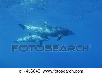 Stock Photo - wild bottle-nosed 
dolphin (tursiops 
truncatus) mother 
and calf. fotosearch 
- search stock 
photos, pictures, 
images, and photo 
clipart