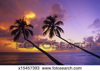 Stock Photo - barbados, palm 
trees at sunset. 
fotosearch - search 
stock photos, 
pictures, images, 
and photo clipart