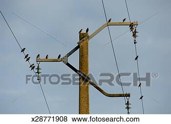 Stock Photo - birds on power 
line, low angle 
view. fotosearch 
- search stock 
photos, pictures, 
images, and photo 
clipart