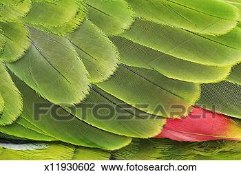 Stock Photo - blue-fronted parrot 
(amazona aestiva), 
close-up of feathers. 
fotosearch - search 
stock photos, 
pictures, images, 
and photo clipart