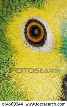 Stock Photo - blue-fronted parrot 
(amazona aestiva), 
close-up of eye. 
fotosearch - search 
stock photos, 
pictures, images, 
and photo clipart