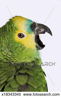 Stock Image - blue-fronted parrot 
(amazona aestiva), 
close-up. fotosearch 
- search stock 
photos, pictures, 
images, and photo 
clipart