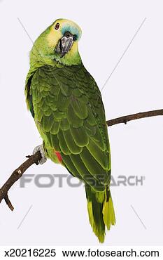 Stock Image - blue-fronted parrot 
(amazona aestiva) 
perched on branch, 
close-up. fotosearch 
- search stock 
photos, pictures, 
images, and photo 
clipart