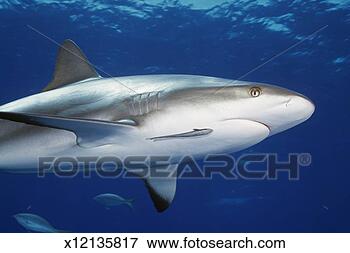 Picture - caribbean reef 
shark (carcharhinus 
perezi) underwater 
view. fotosearch 
- search stock 
photos, pictures, 
images, and photo 
clipart
