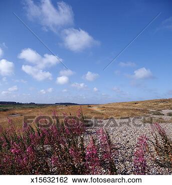 Stock Photo - coastal landscape. 
fotosearch - search 
stock photos, 
pictures, images, 
and photo clipart