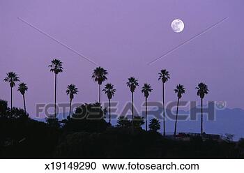 Stock Photography - moon over palm 
trees at dusk, 
hollywood, los 
angeles, california, 
usa. fotosearch 
- search stock 
photos, pictures, 
images, and photo 
clipart