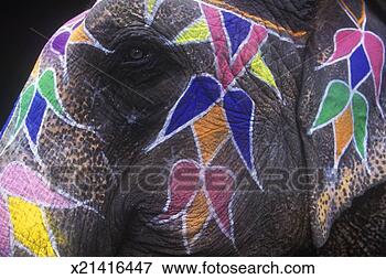 Picture - painted elephant 
face, close-up. 
fotosearch - search 
stock photos, 
pictures, images, 
and photo clipart