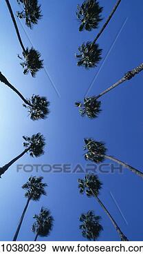 Stock Photograph - rows of palm trees, 
 view from below, 
 hollywood,  los 
angles. fotosearch 
- search stock 
photos, pictures, 
images, and photo 
clipart