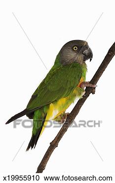 Stock Photography - senegal parrot 
(poicephalus senegalus) 
perched on branch, 
close-up. fotosearch 
- search stock 
photos, pictures, 
images, and photo 
clipart